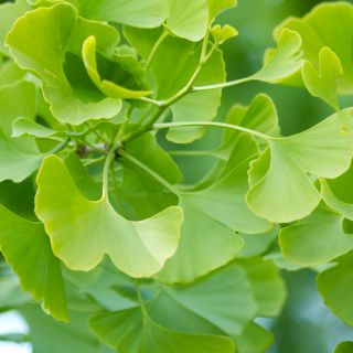 Ginkgo Biloba