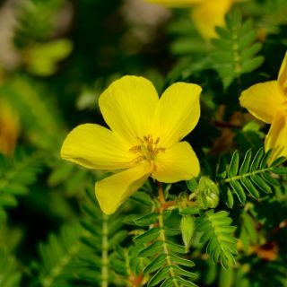 Tribulus Terrestris